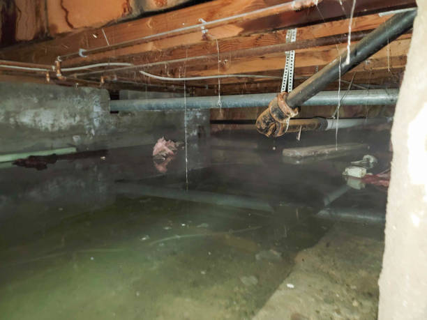 Best Mold removal after water damage  in Walkertown, NC